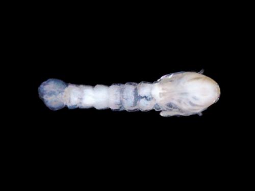 Mosquito Larvae